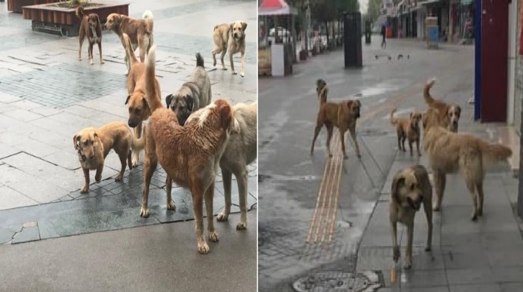 Köpekler sokaklardan toplansın artık !