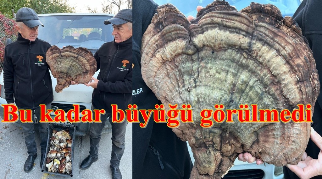 Mantarın ordinaryüsü ikizlerden en büyük boy Reishi Mantarı  