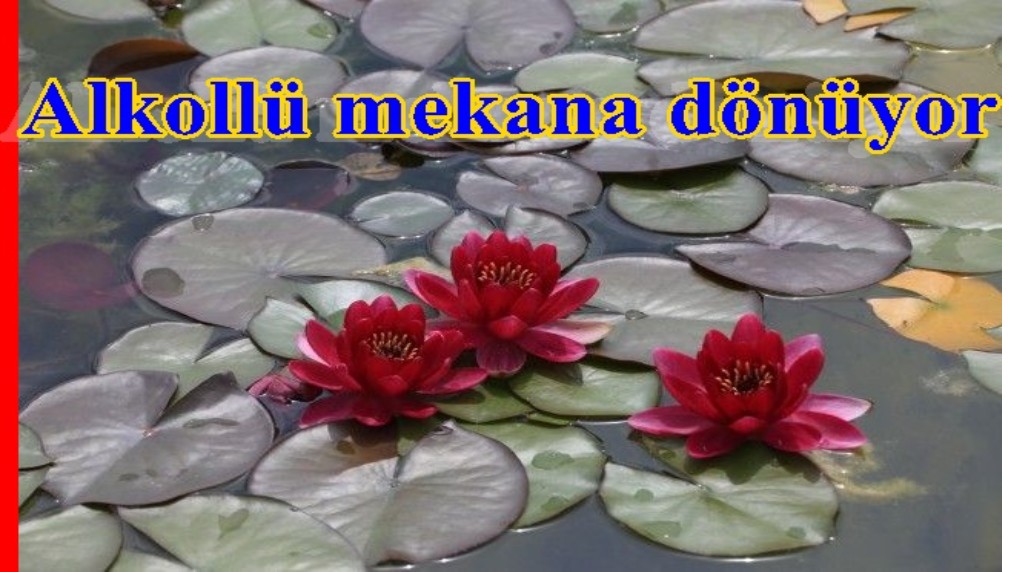 Nilüfer Park içkili mekana dönüyor! 