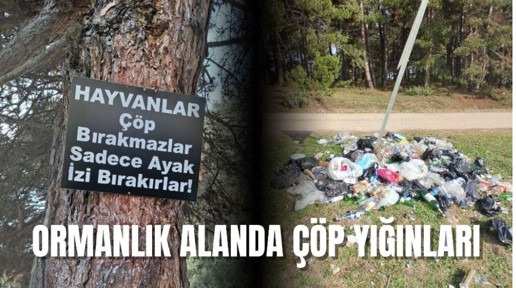 Pisliklerin ormanlık alana bıraktığı pislikler!