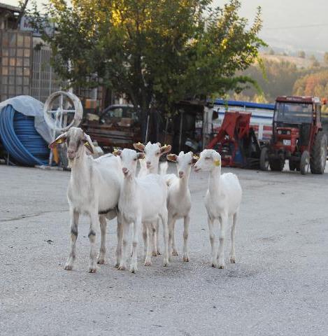 Vatandaş kaçırdı keçileri