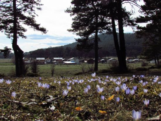 Bahar gelmiş Bolu'nun Aladağları'na