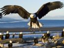 Kartal ve Seben Gölünde son perde!!