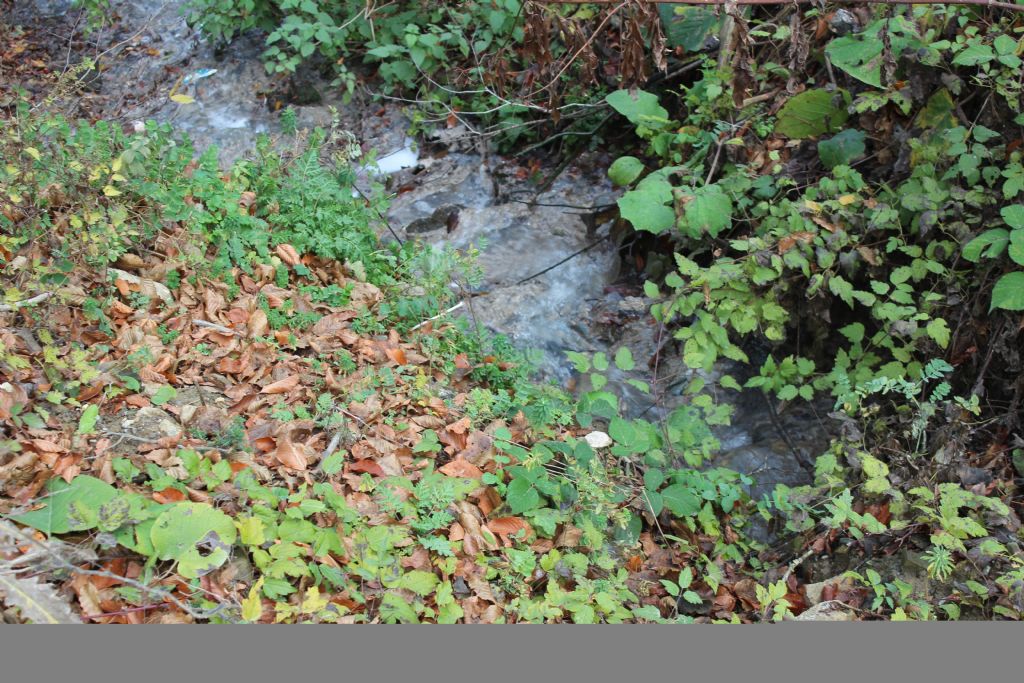 Lağım suları Gölköy Barajı'na akıyor