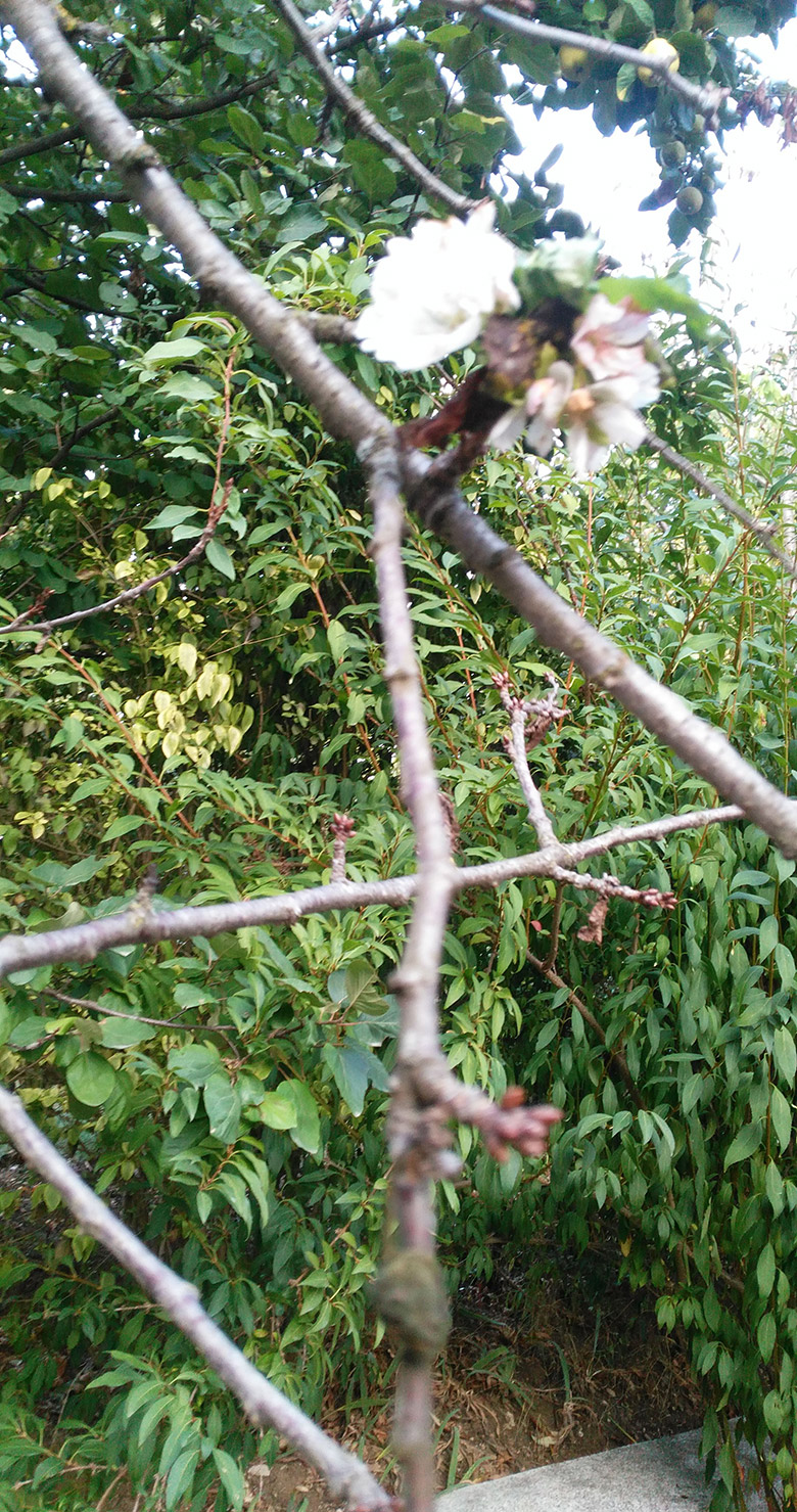 Eylul ayında kiraz ağacı çiçek açtı