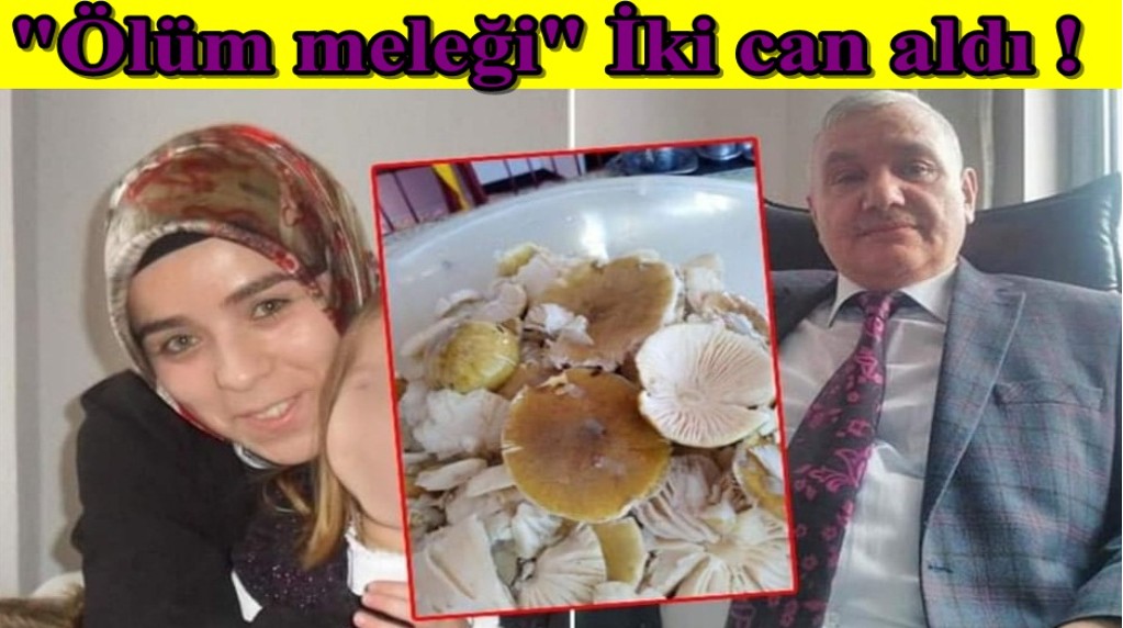 "Köygöcüren" diye bilinen "Ölüm meleği" mantarı