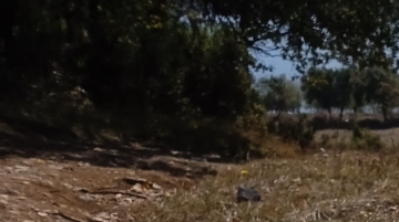GÖLKÖYDE KOÇBAŞI NOHUTLARIN NE İŞİ VAR!