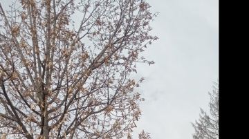 Hayvanlara yapılan şiddete tepki gösterdiler!