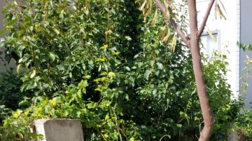 Sağlık Mahallesinde Kaldırımlar Ot işgalinde