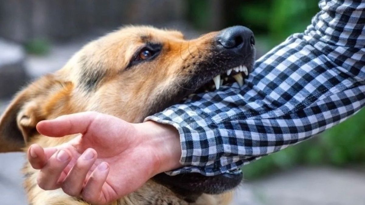 DEVLET GEREKENİ YAPACAK - BAŞIBOŞ KÖPEK SORUNU