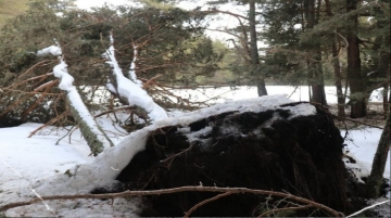 Yoğun kar yağışı ve fırtına ağaçların devrilmesine yol açtı