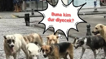 Nerede Can Güvenliğimiz ?