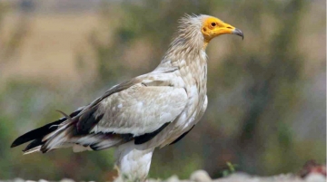 Dünyada sadece üç noktada görülen eşsiz doğa döngüsü Bolu’da yaşanıyor