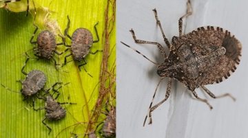 Karadeniz'i tümden sardı, Bolu'ya da ulaştı