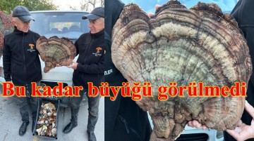 Mantarın ordinaryüsü ikizlerden en büyük boy Reishi Mantarı  