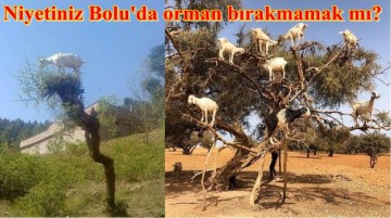 Orman kenti Bolu'da, orman zararlısı KEÇİYE DESTEK !