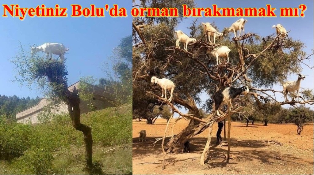 Orman kenti Bolu'da, orman zararlısı KEÇİYE DESTEK !