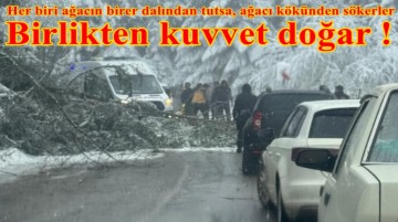Devrilen ağacı o kadar insan herkes bir dalından tutsa kenara atamaz mıydı?