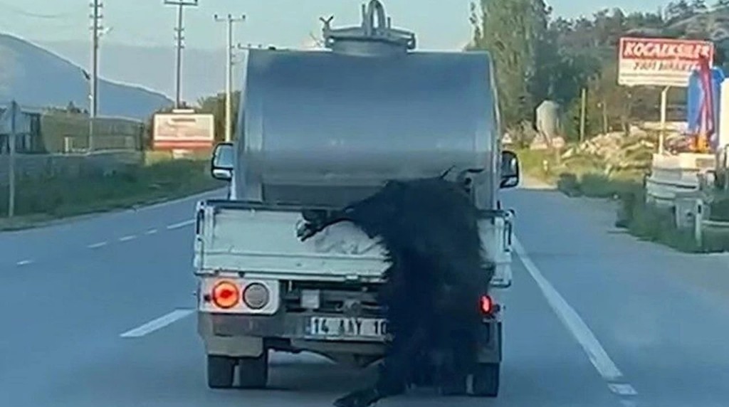 Kurbanlık hayvana işkencedir bunun adı! Cezasız kalmadı
